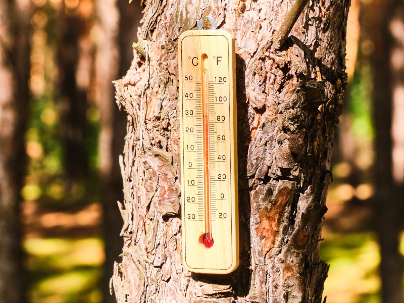 An outdoor thermometer on a tree in a forest. Used for the concept of global heating.