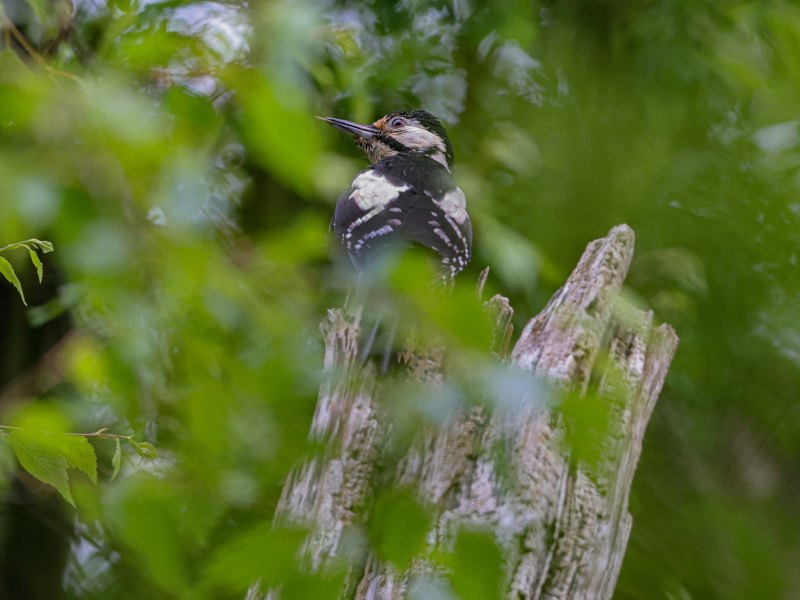 A great spotted woodpecker as seen through foliage from below as it perches on a tree trunk stump.