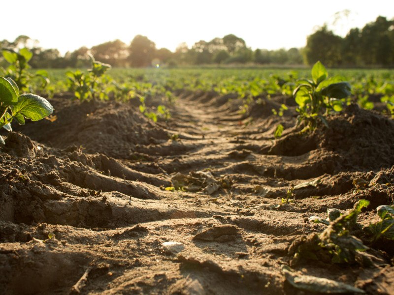 A farm field with soil visible. Used for the concept of a soil sensor to reduce the use of chemical fertiliser.