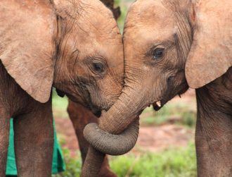 Can elephants remember each other’s names?