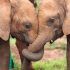 Can elephants remember each other’s names?