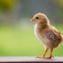 Which came first, the chicken or cognition?