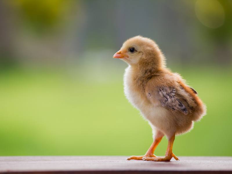 A brown little chicken looks to the left with a blurred green field in the background.