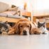 How your favourite PETs can enable secure automation