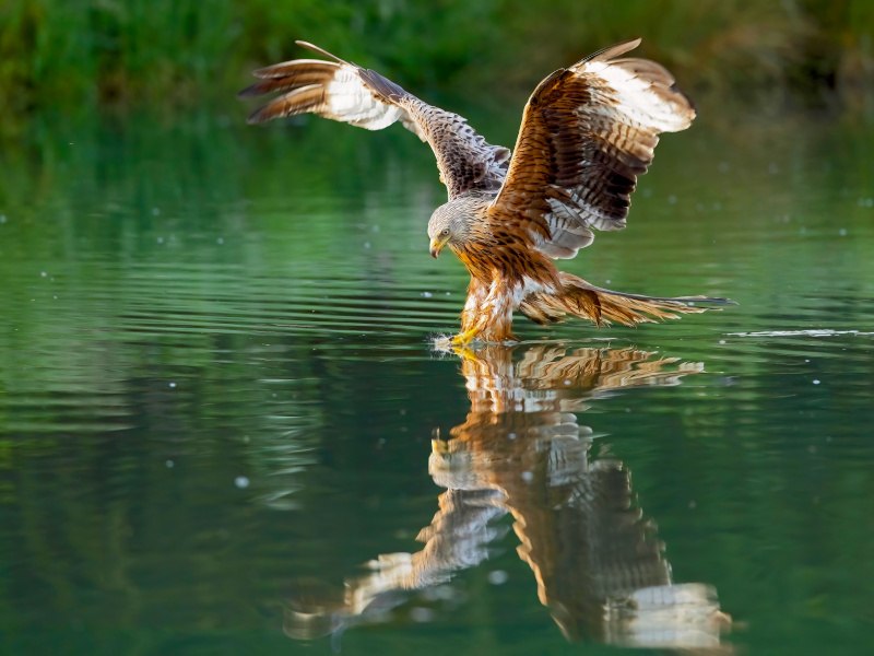 A red kite coming in near the water to catch a fish with wings outstretched.