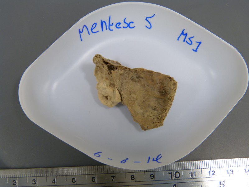 An ancient sheep bone placed on a white plate.