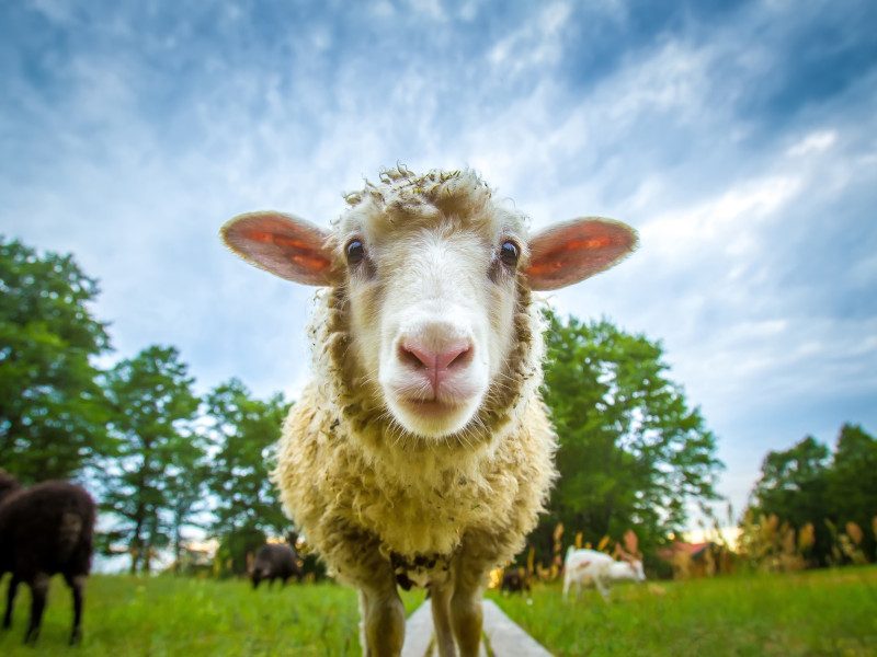 A sheep looking into the camera in a field.