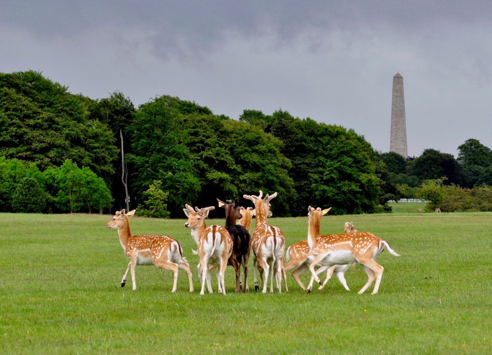 A small herd of deer in the grass in Phoenix Park with trees and the Wellington monument in the background against a grey sky.