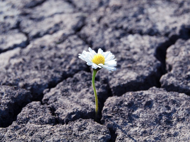 A single daisy that has grown up from a crack in grey craggy rocks to symbolise cyber resilience.