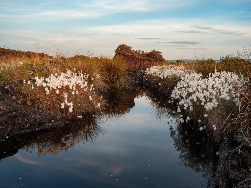 Close to the ground image of water source in a bog with cotton grass on either bank and the glow of sunset against a blue sky.