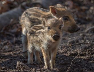 Wild boar research shows we can’t sleep on climate crisis