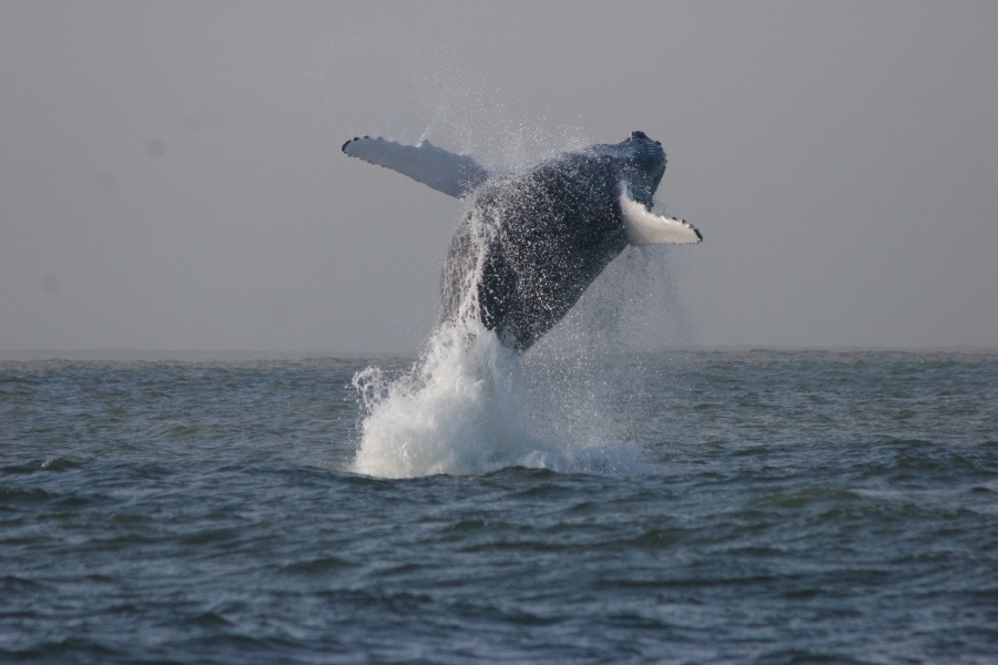 Humpback whale breaching on a grey day.