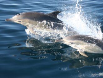 Marine science, bioacoustics and dolphins with Irish accents