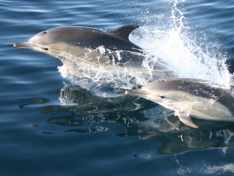 Two common dolphins breaching in clear blue water.