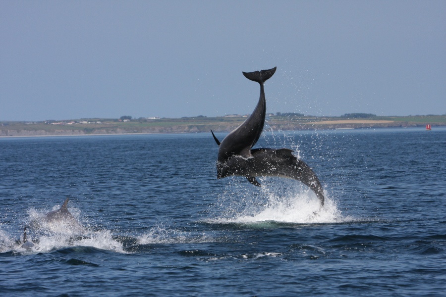 Two dolphins appear to be tussling with each other up in the air above the water on a bright day with clear skies above.