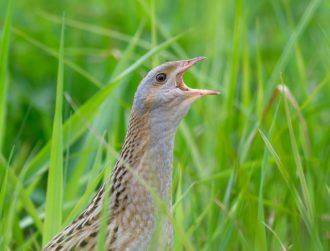 Irish corncrake territories hit highest levels in 25 years