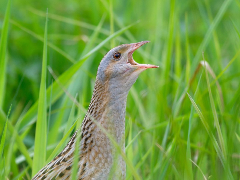 A Corncrake bird singing in a patch of grass.