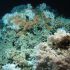 Ireland’s deep-sea corals are ingesting microplastics