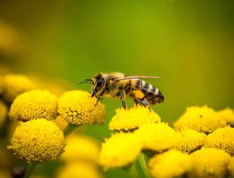 Abuzz for bees: Protecting your friendly neighbourhood pollinator