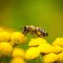 Abuzz for bees: Protecting your friendly neighbourhood pollinator