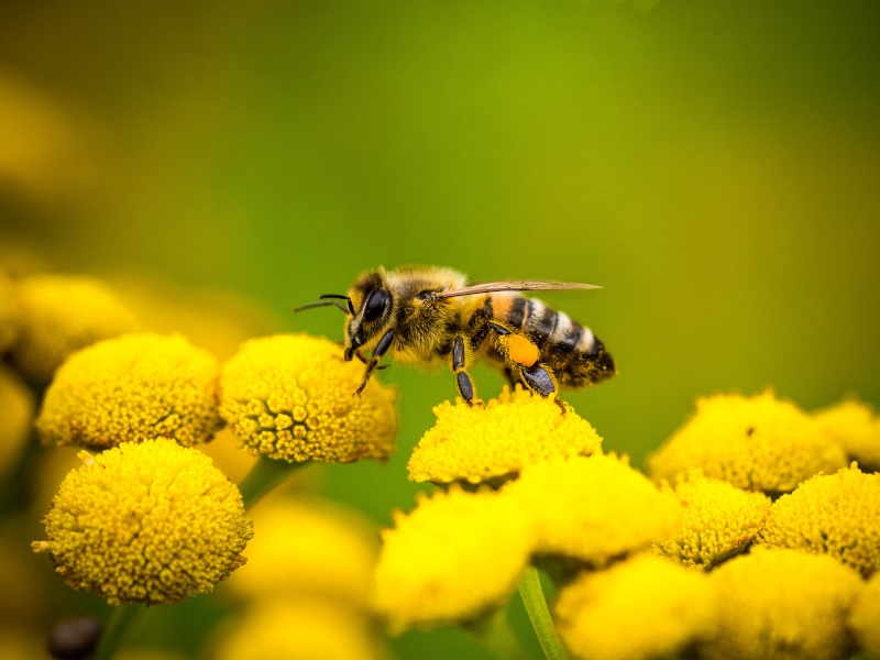 A brightly coloured bee on a yellow flower against a green background.