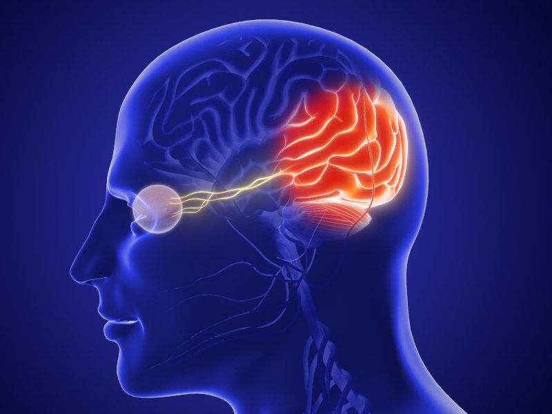 An illustration of a person's head, with nerves connecting a portion of the brain to the eye. Used for the context of Neuralink's blindsight device.