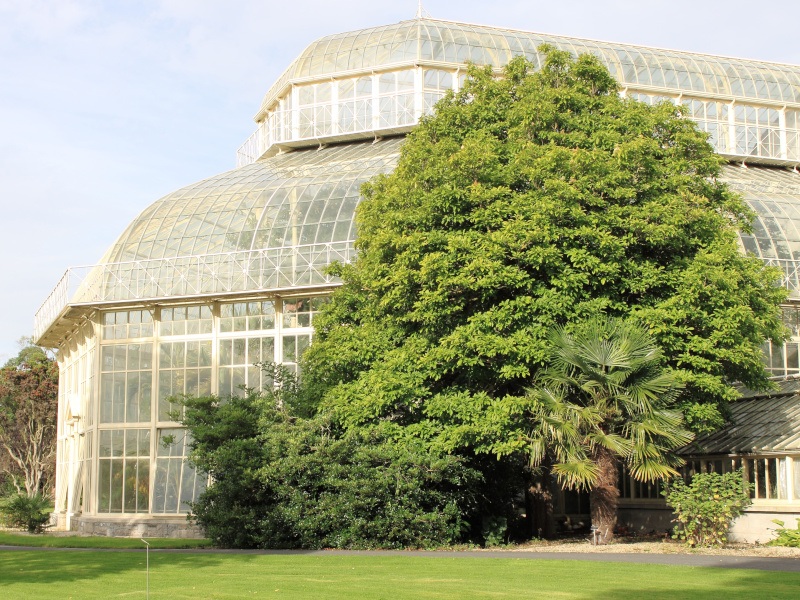 A large green tree next to a dome-shaped glass building.