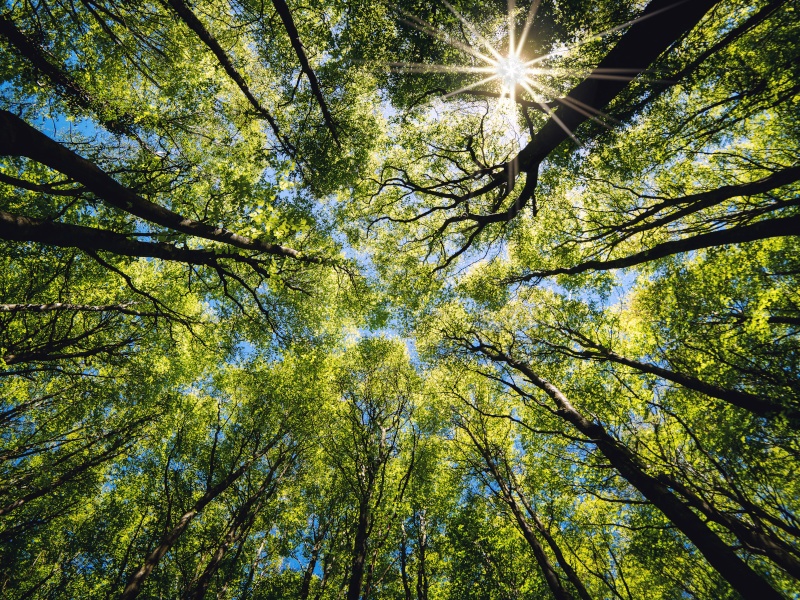 Looking up a canopy of tree cover in the middle of a forest with the sun's rays peaking through the green.