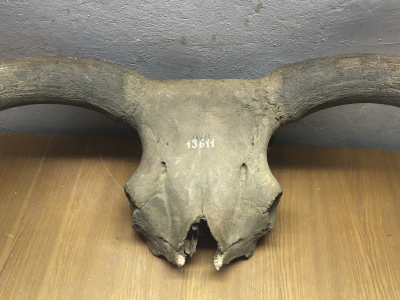 An auroch's skull, the predecessor to the cow.