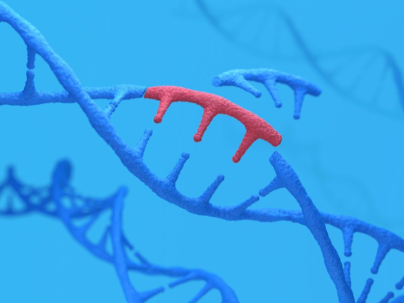 An illustration to show the concept of gene editing with a DNA strand in blue and a red gene spliced into it and other strands in the background.