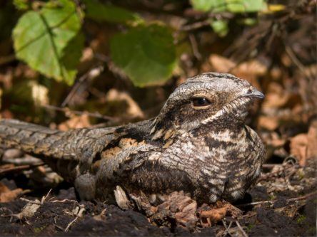 ‘Churring’ call of nightjar confirms its presence in Ireland