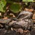 ‘Churring’ call of nightjar confirms its presence in Ireland