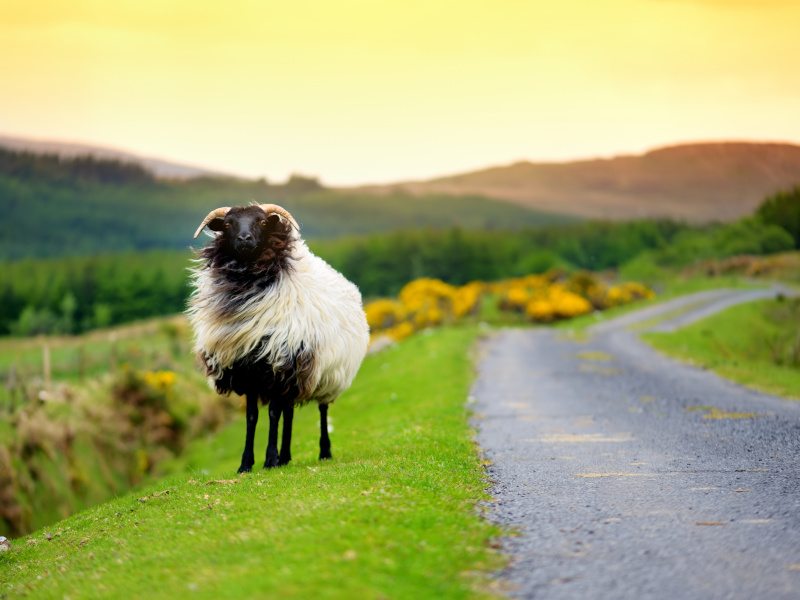 A sheep looks at the camera at the side of a country road with green hills in the background.