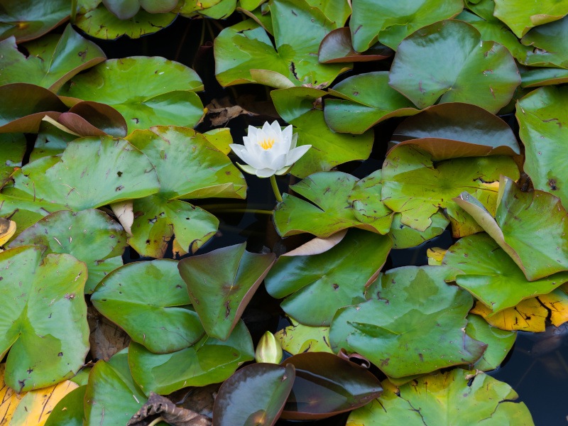 A water lily blooming from amidst lily pads on water.