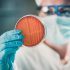 UCD research offers potential for new ways to fight MRSA superbug