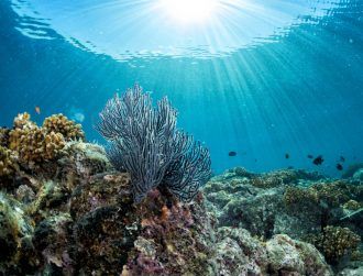 Survey finds ‘substantial losses’ in parts of Great Barrier Reef