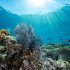 Survey finds ‘substantial losses’ in parts of Great Barrier Reef