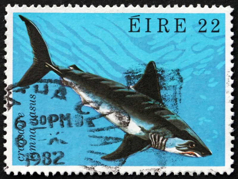 A postage stamp from 1982 with a Porbeagle shark.