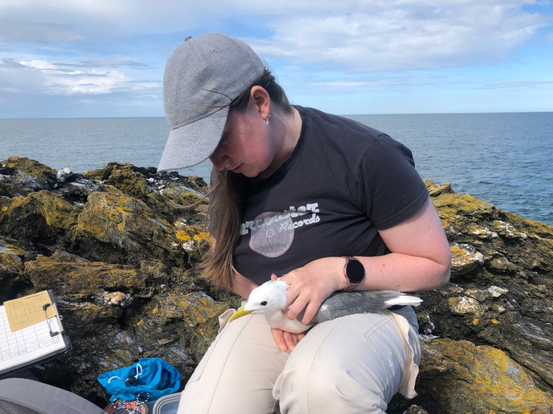 A woman wearing a baseball cap holds a seagull between her legs as she applies an electronic tag to the animal.