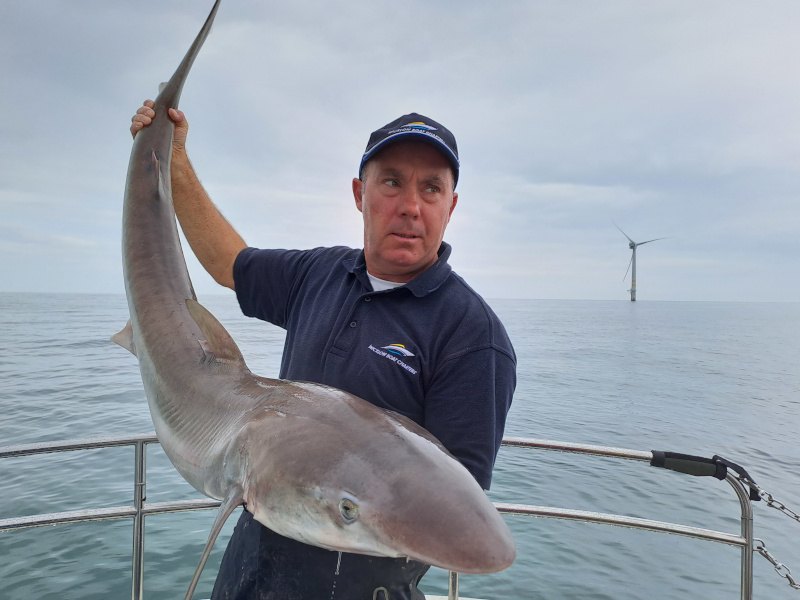 A man holds a tope shark on a sea vessel, with the Arklow wind farm seen in the background.