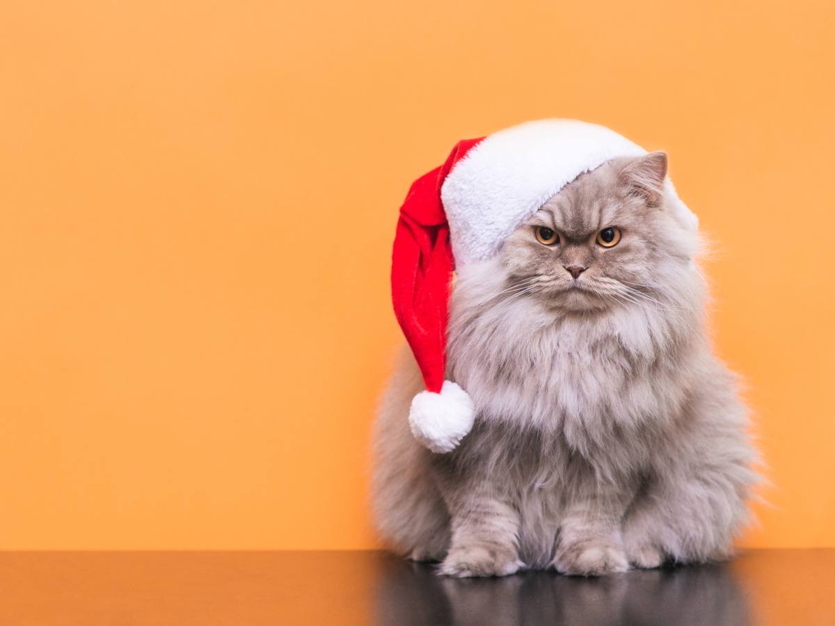 Angry fluffy cat in a santa hat in front of a bright orange wall.