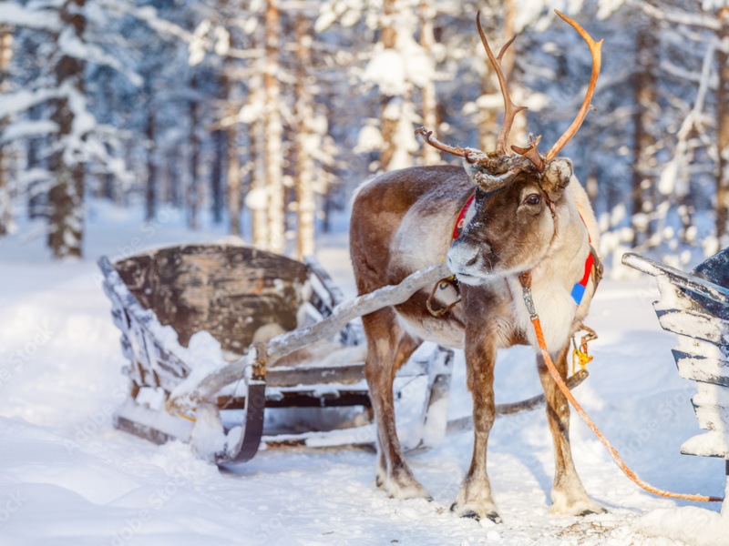 A reindeer stands with a sled behind it in the snow.