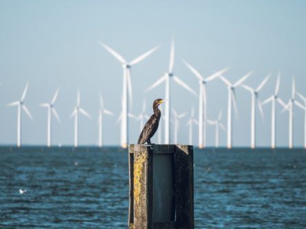 CETUS: How could offshore wind farms affect Ireland’s marine life?