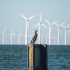 CETUS: How could offshore wind farms affect Ireland’s marine life?