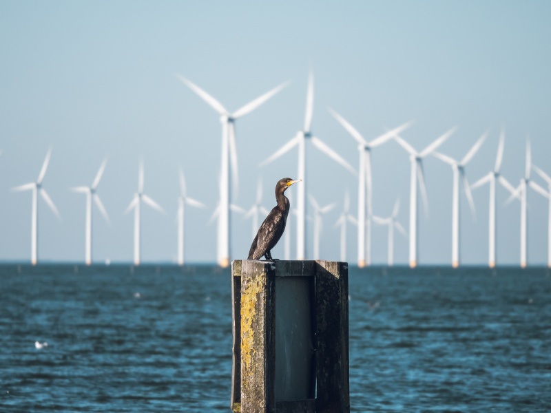 A seabird sits on a sea structure. In the background, multiple offshore wind turbines can be seen on the water's horizon.