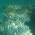 Coral bleaching on Great Barrier Reef now at ‘catastrophic’ levels