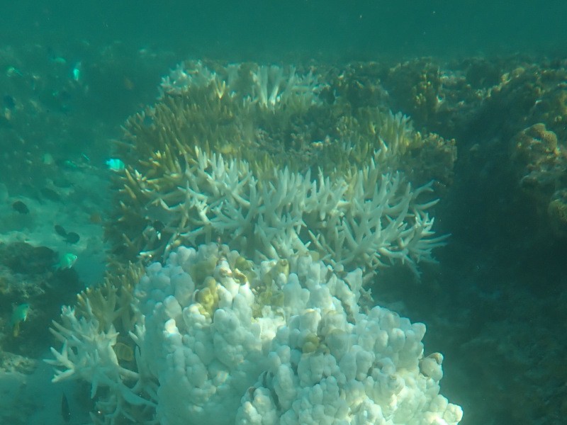 Catastrophic Coral Bleaching Ravages Great Barrier Reef