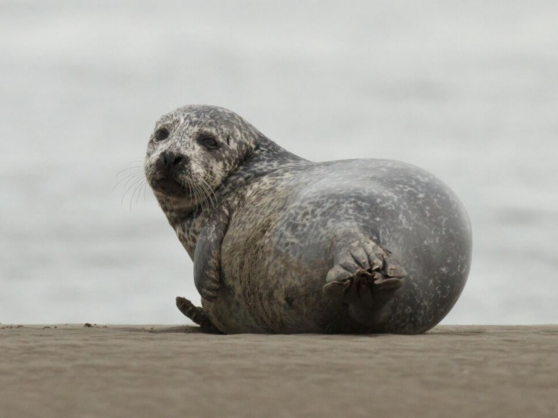 Harbour seal looking back into the camera on Bull Island.