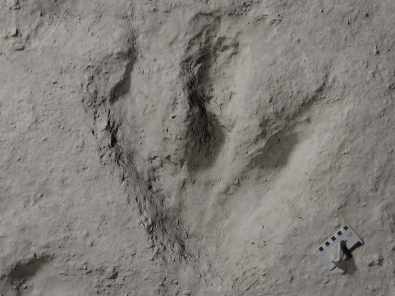 A dinosaur footprint embedded in a quarry bed.