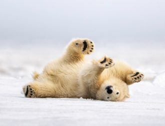 Why Polar bears are putting a freeze on hair wash day